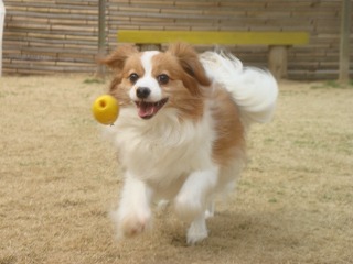 レッくん