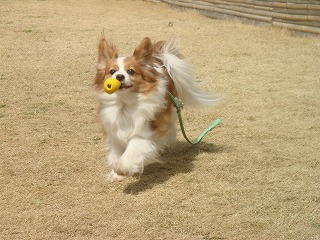 レッくん