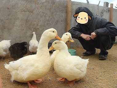 ヒデ&アヒルさん