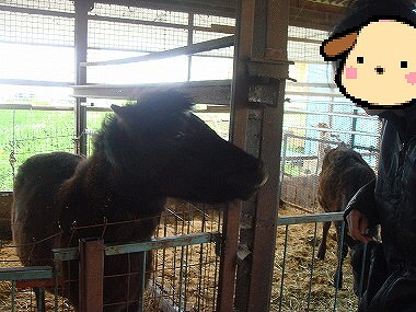 ポニーさん