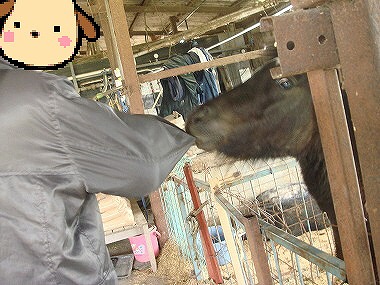 ポニーさん