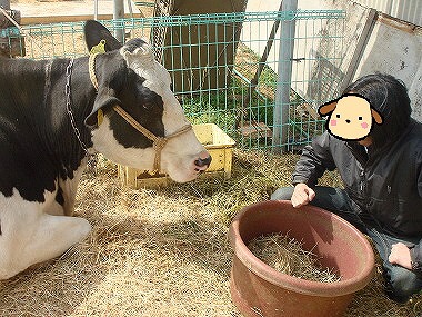 ウシさん