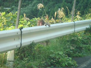 サル