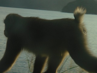 サル