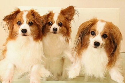レッくん&エルくん&ティナちゃん